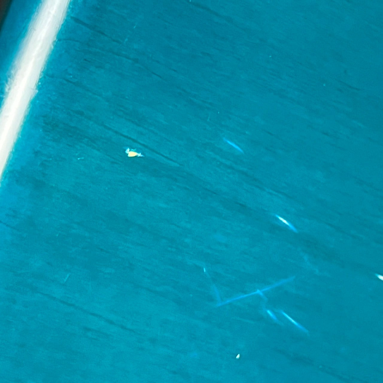 Bacchus Japan BJB-98 JIRO Jazz Bass