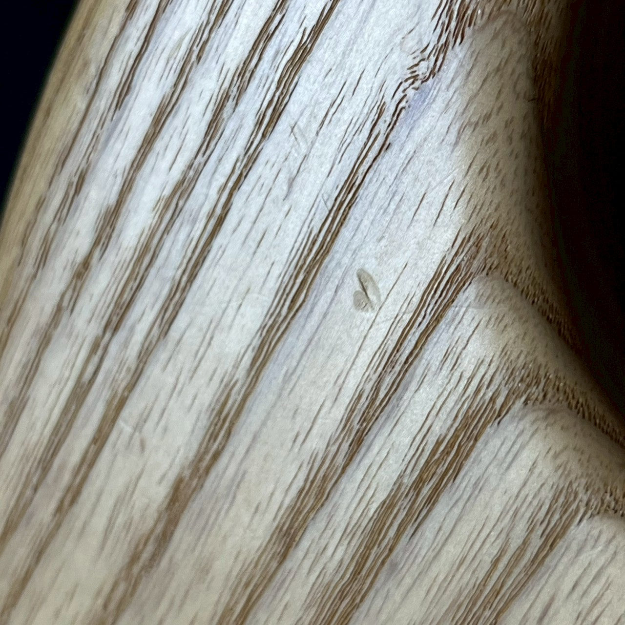 Bacchus Japan WL4 Ash