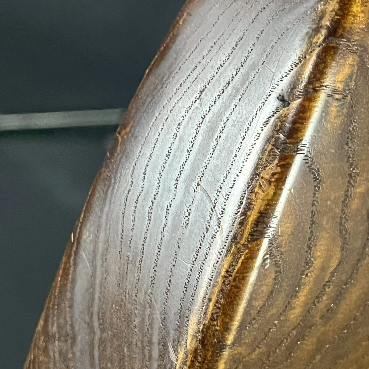 Bacchus Japan Jazz Bass