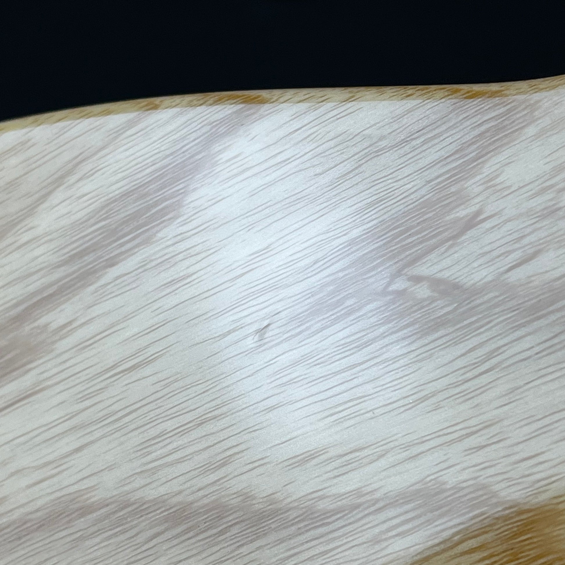 YAMAHA Japan PAC1611MS