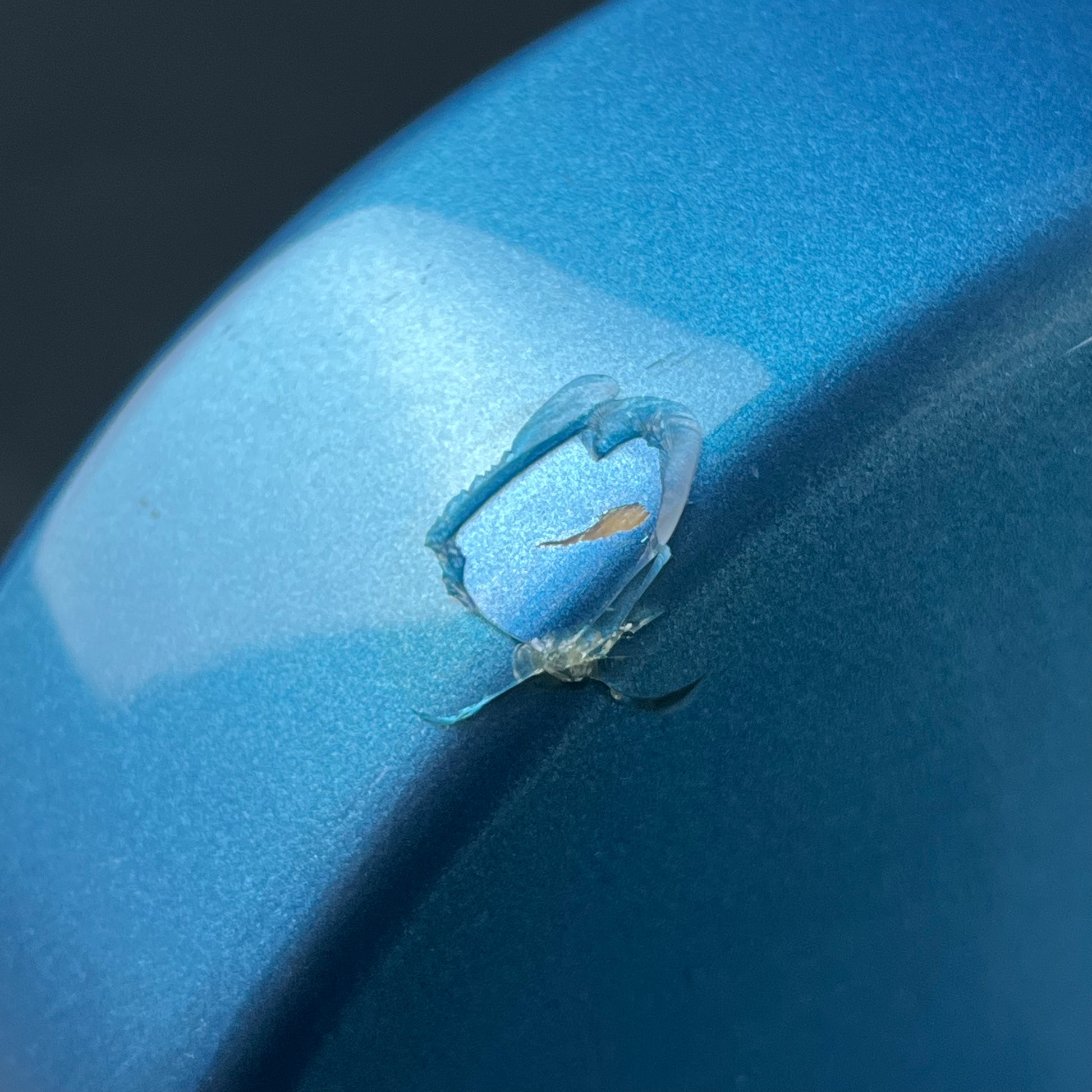 GrassRoots G-AMAZE-DX/LS