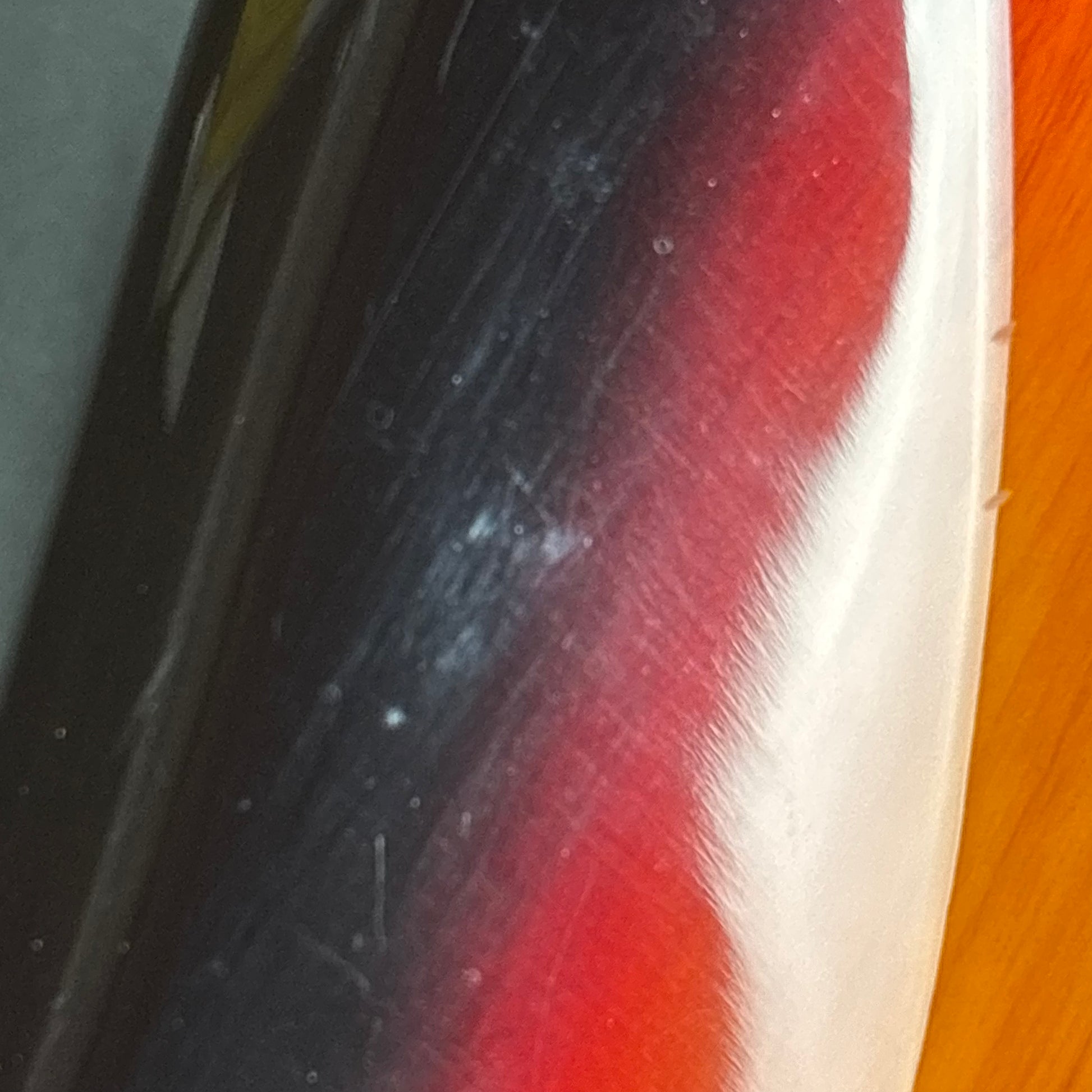 Bacchus Universe Series Jazz Bass