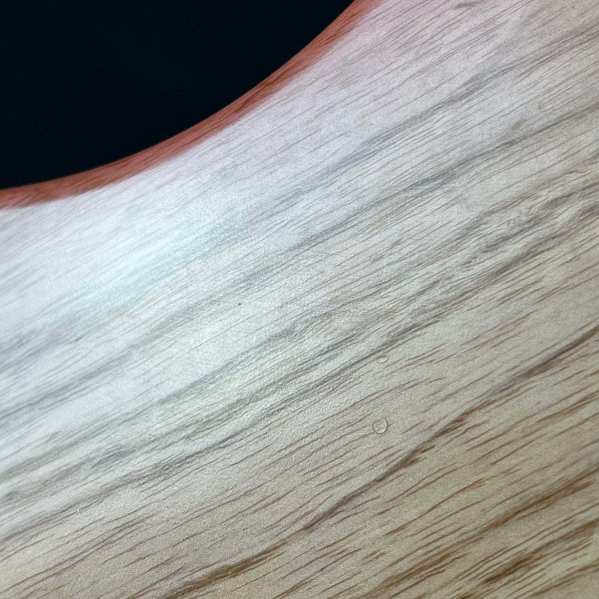 Bacchus Japan  WOODLINE Exotic Wood Bass