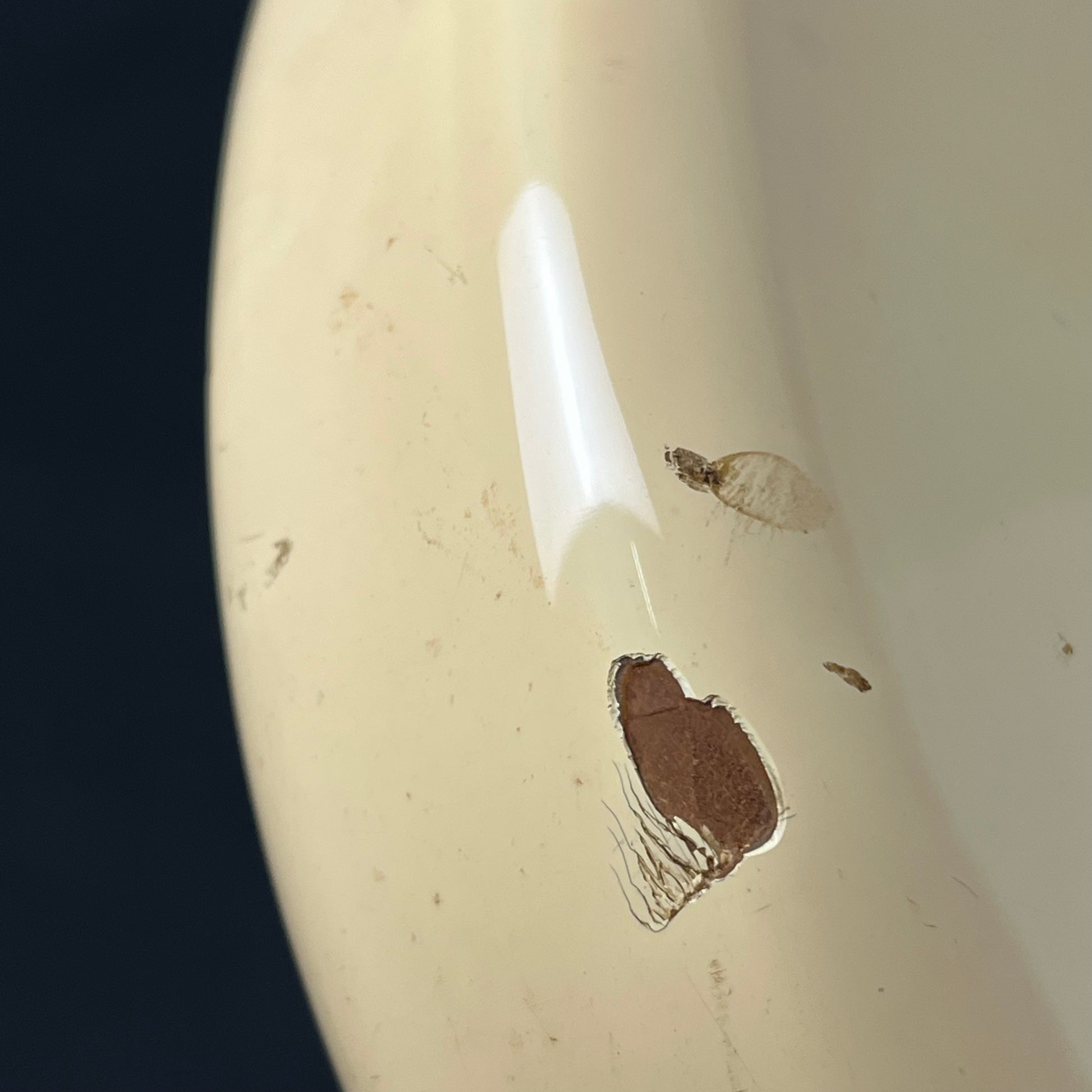 Squier Japan Silver Series Stratocaster