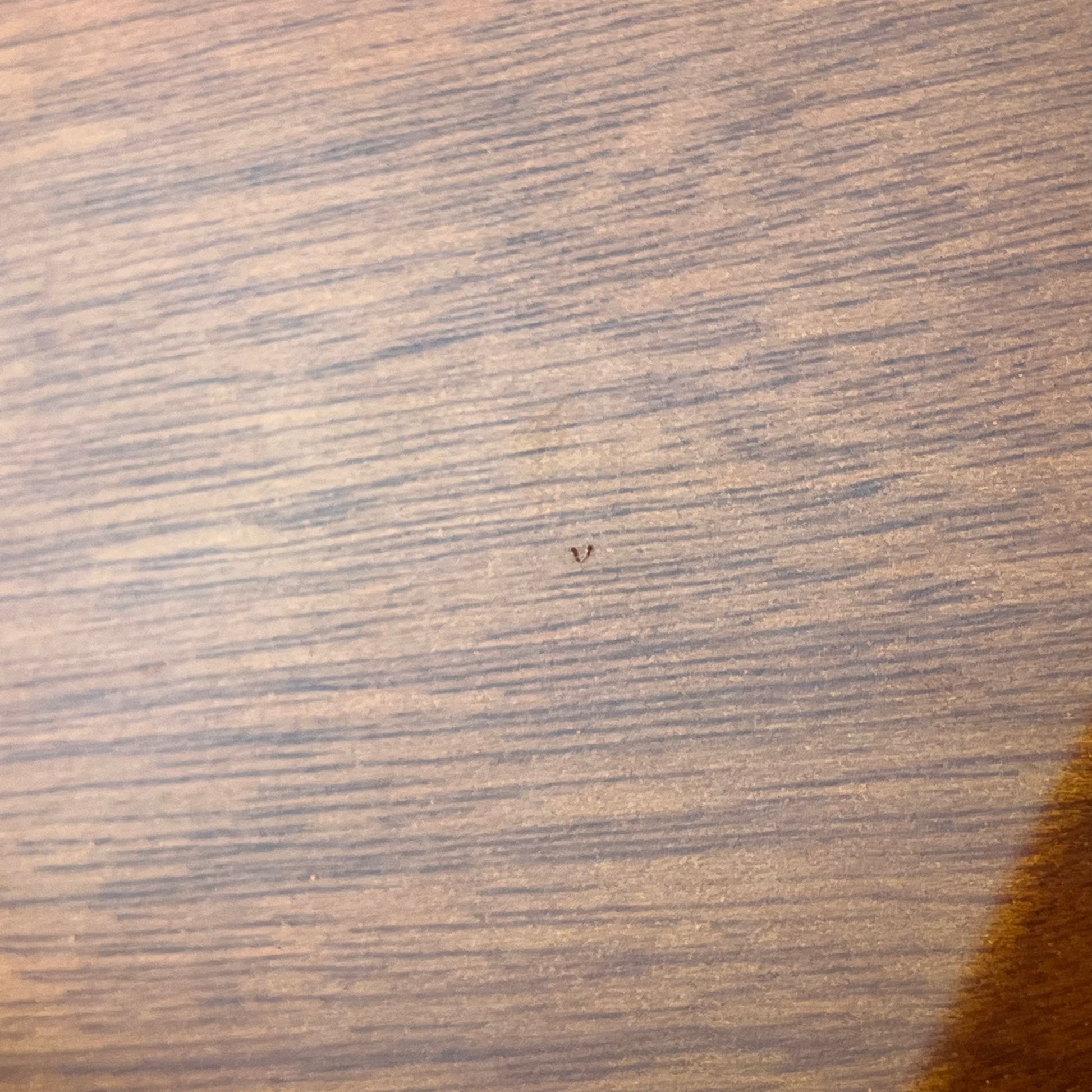 Schecter Stiletto Studio-8