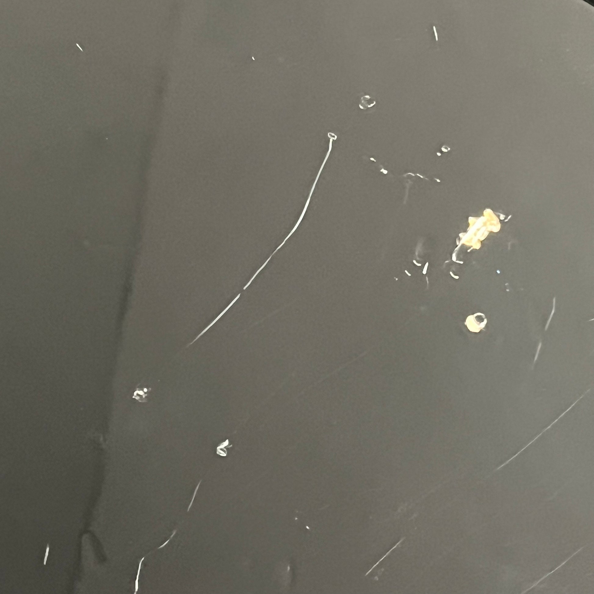 Squier Precision Bass