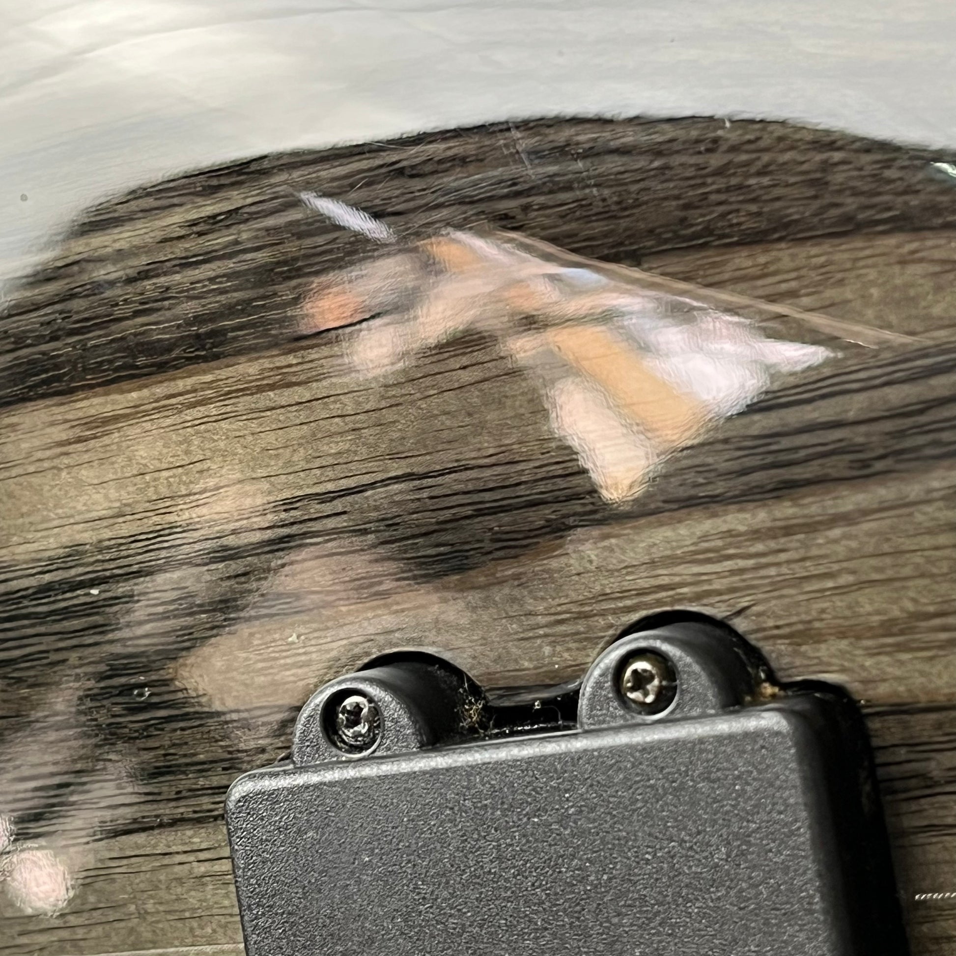 Aria Pro II IGB Bass