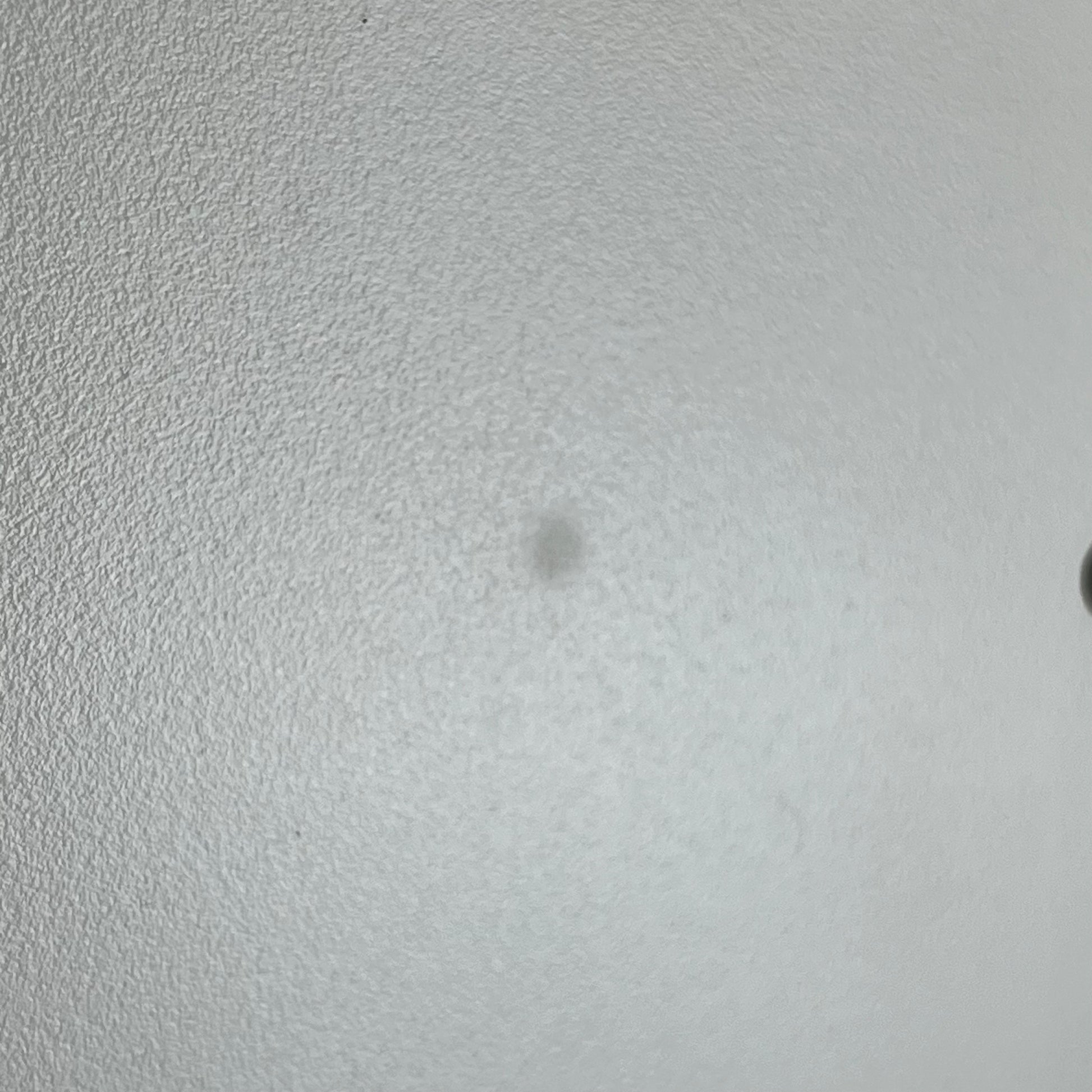 Fernandes Stratocaster