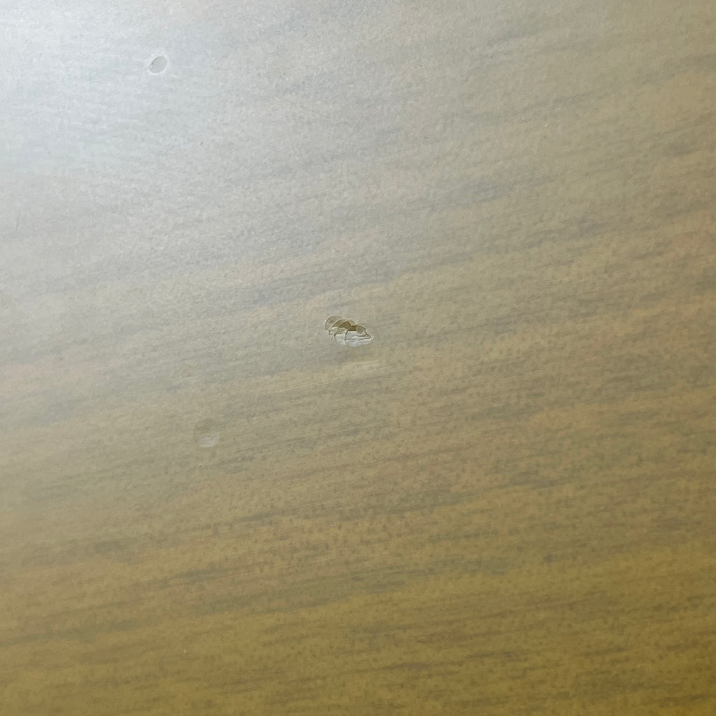 Epiphone Les Paul Special Bolt-on