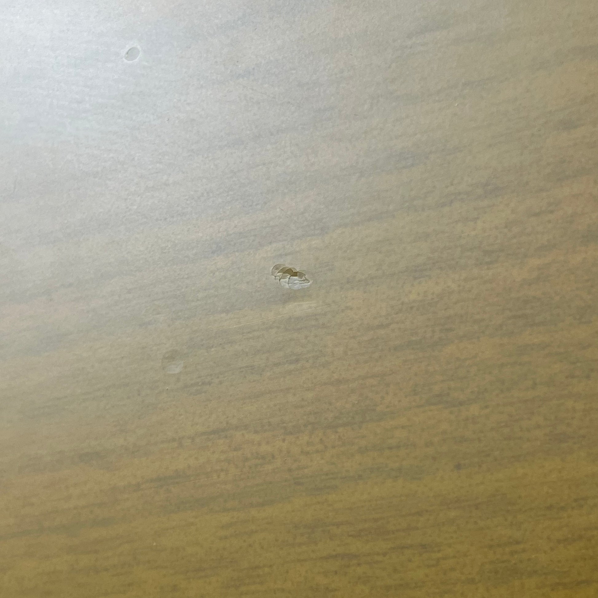 Epiphone Les Paul Special Bolt-on