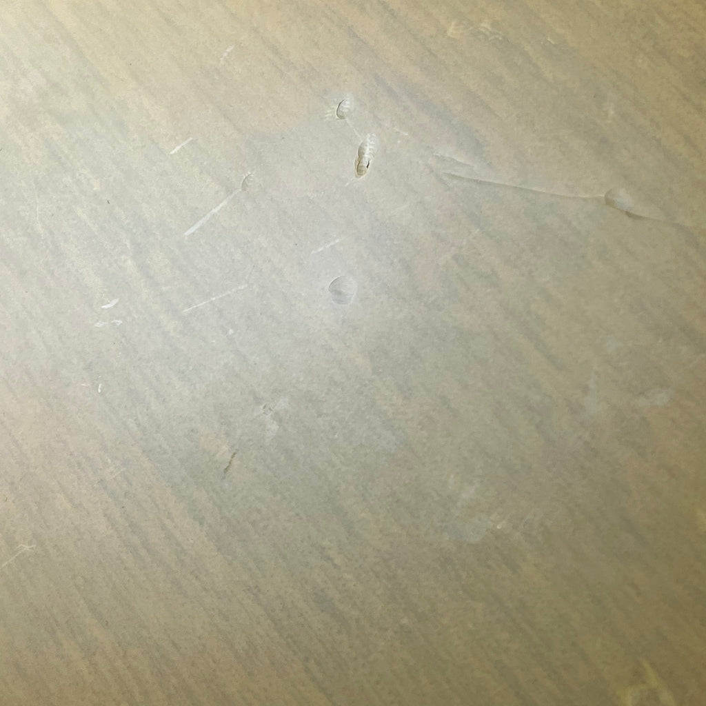 Epiphone Les Paul Special Bolt-on