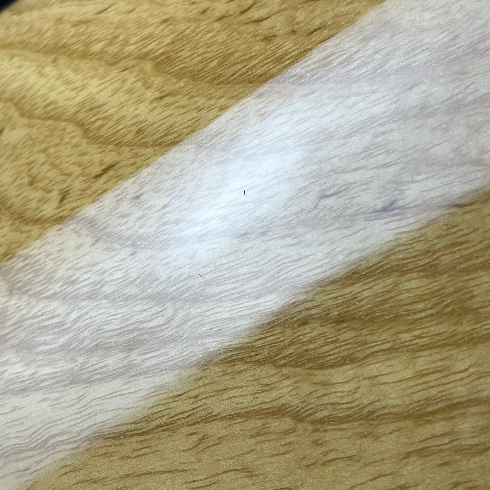 Fender Japan JB75 Jazz Bass