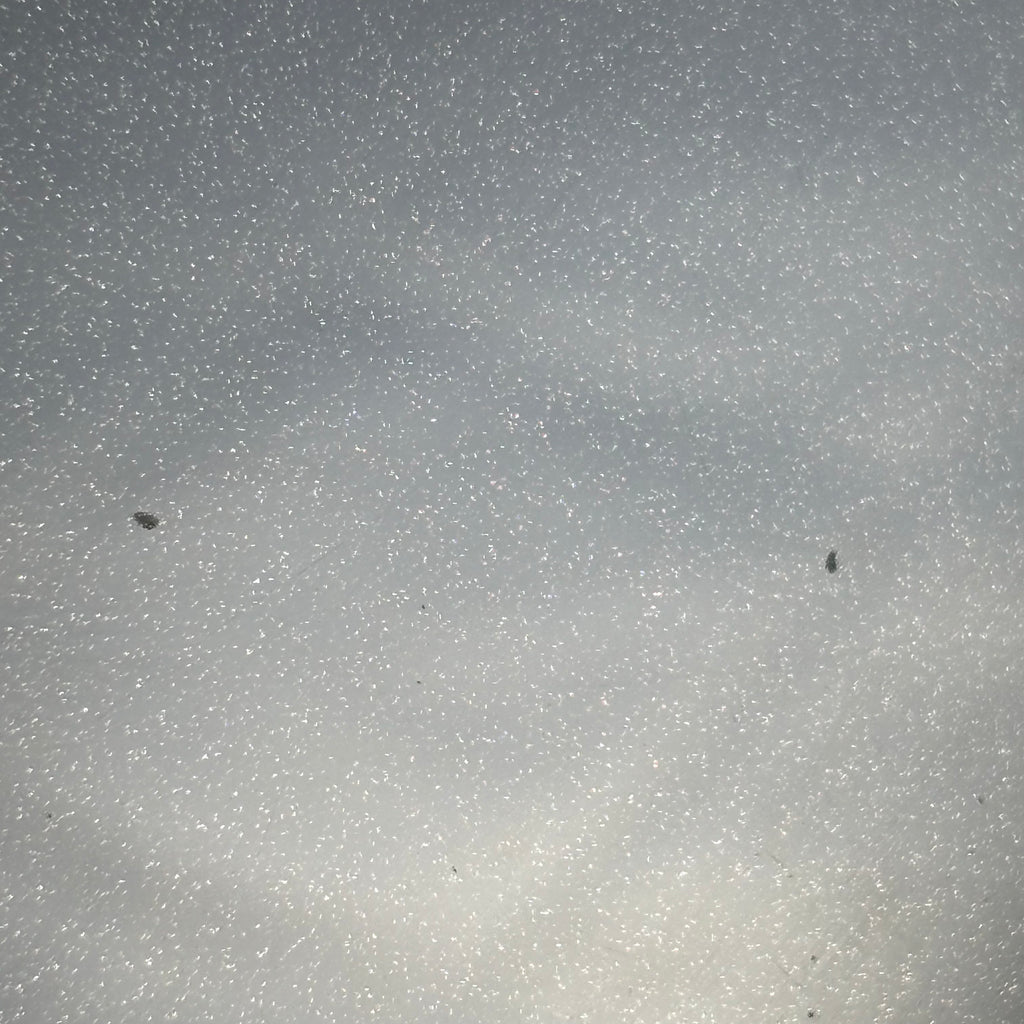 Squier Contemporary Telecaster HH