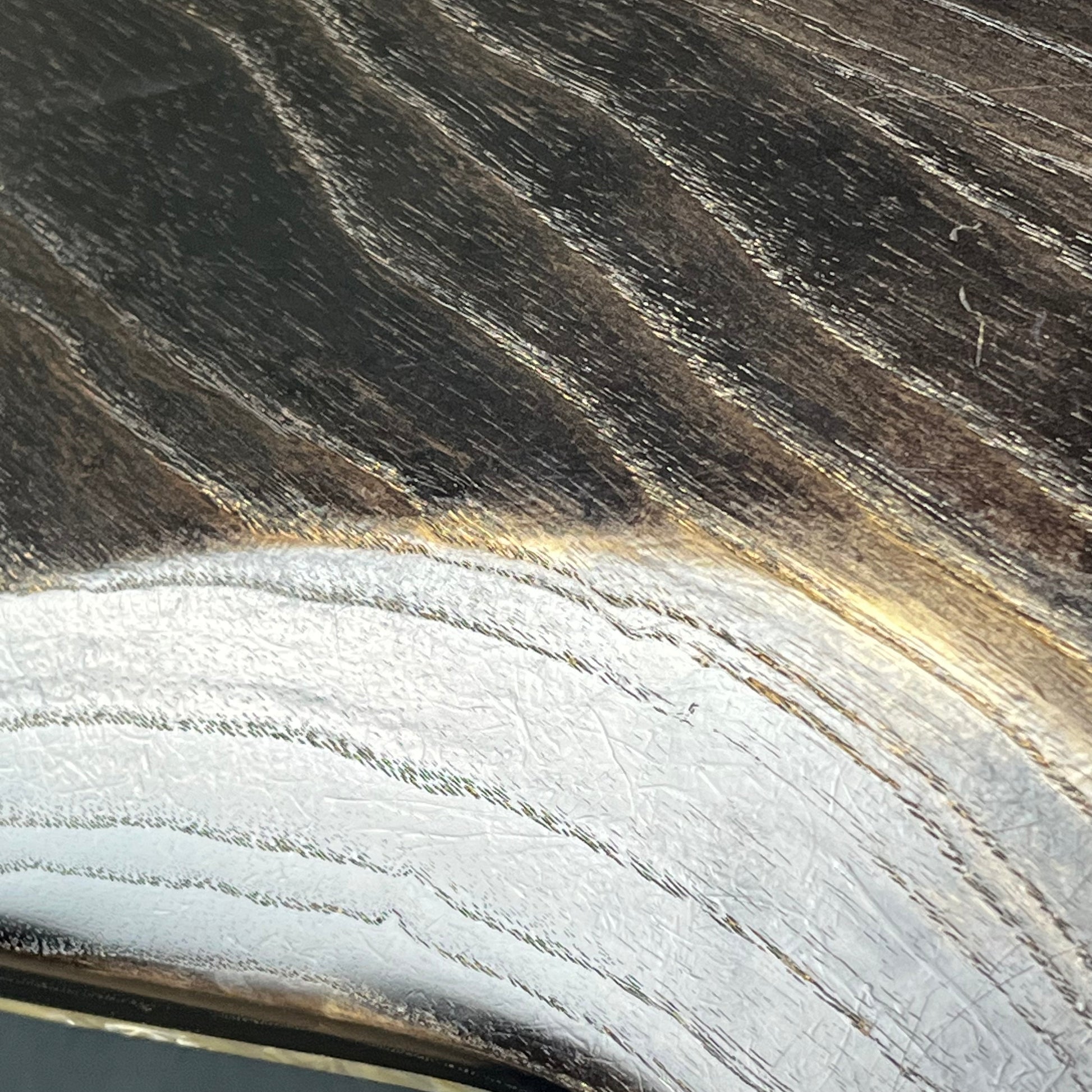 Bacchus Japan Jazz Bass