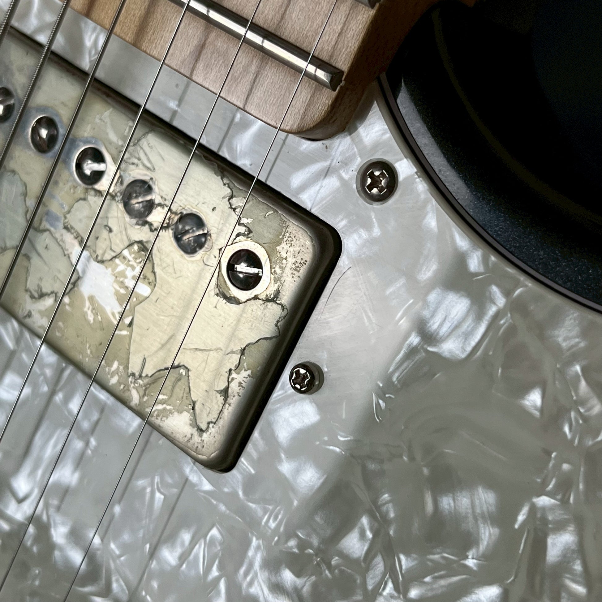 FERNANDES REGULUS Model